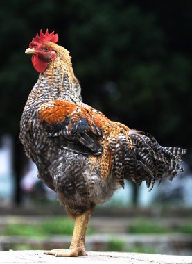 hayvanlar, kümes hayvanları,