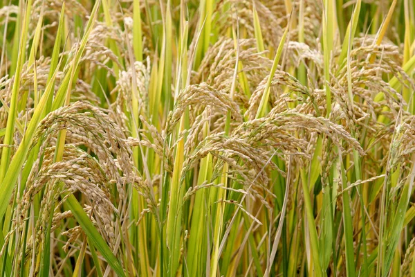 Landwirtschaft, Reis — Stockfoto