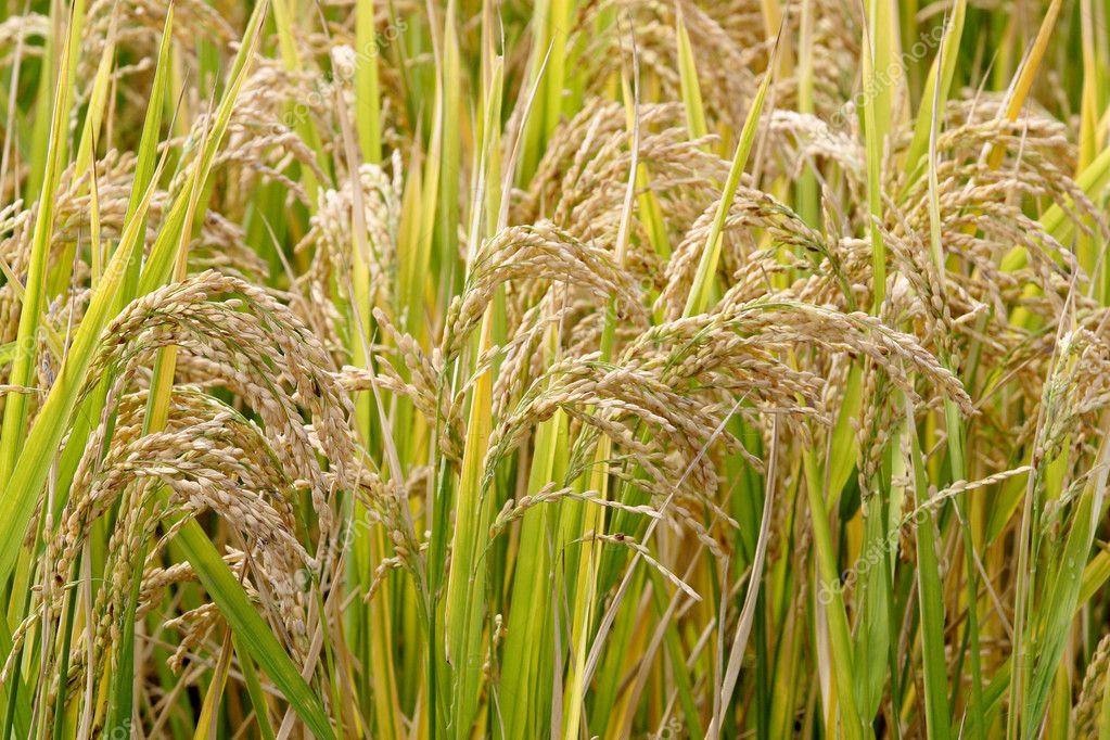 Agriculture, rice Stock Photo by ©xupeishe 3906407