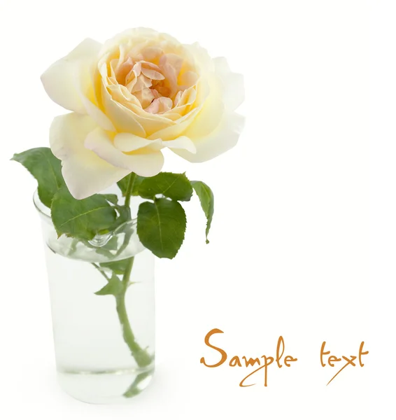Beautiful rose in vase card Beautiful (easy to remove the text) — Stock Photo, Image