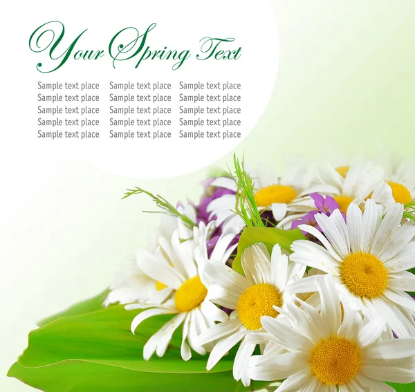 Daisy flowers in green background — Stock Photo, Image