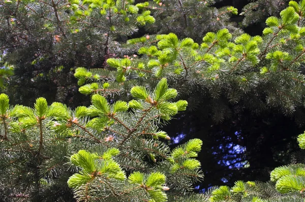 bir ağaç ve çiçek bir saplama üzerinde mantar