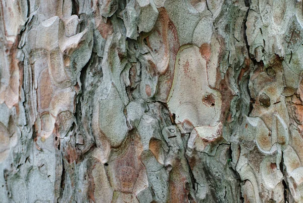La corteza del pino, el primer plano — Foto de Stock