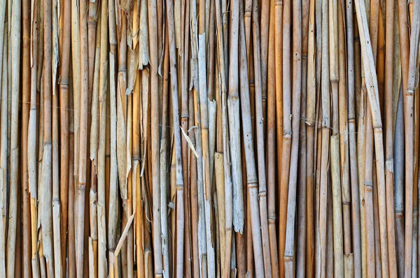 Talos secos de uma cana — Fotografia de Stock