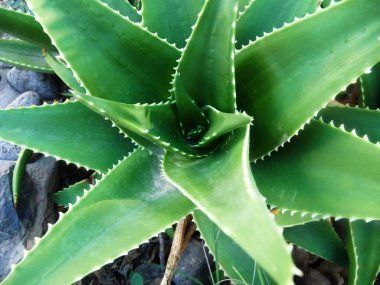 aloe vera kapatmak