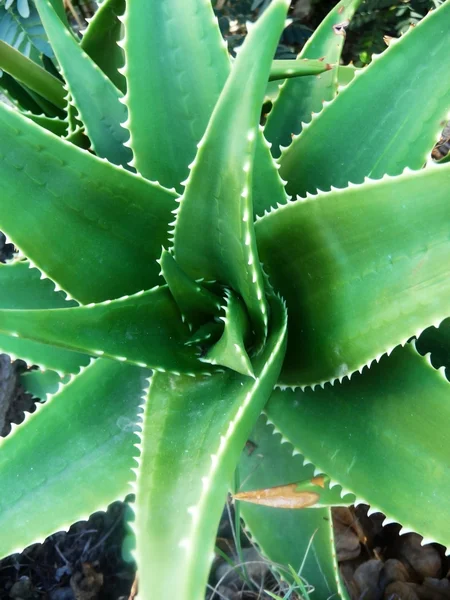 Aloe vera kapatmak — Stok fotoğraf