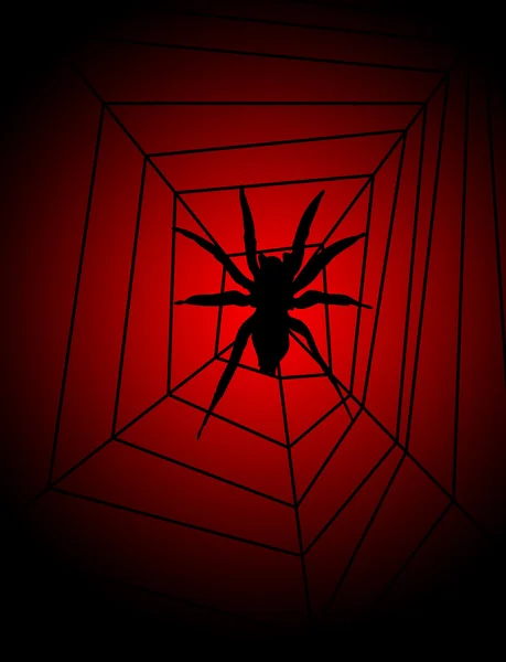 Örümcek web üzerinde — Stok fotoğraf