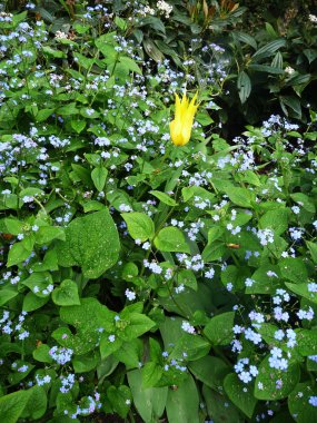 Hosta Fortunei