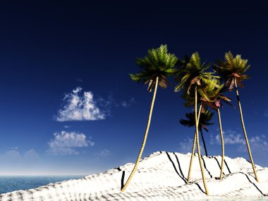 Wild Palms