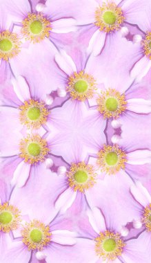 Japon anemone desen arka plan