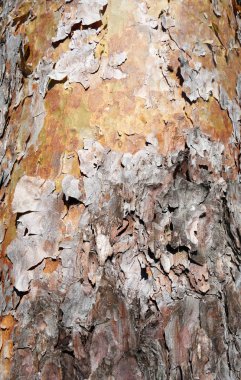 Peeling Bark clipart