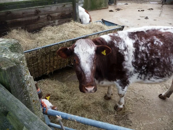 วัวและลูกวัว — ภาพถ่ายสต็อก