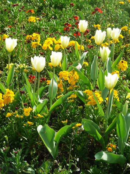 Frühlingsblumen gemischt — Stockfoto