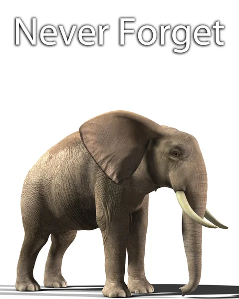 Elefant, der nie vergisst — Stockfoto