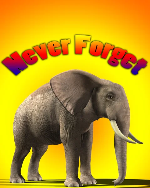 stock image Elephant That Never Forgets