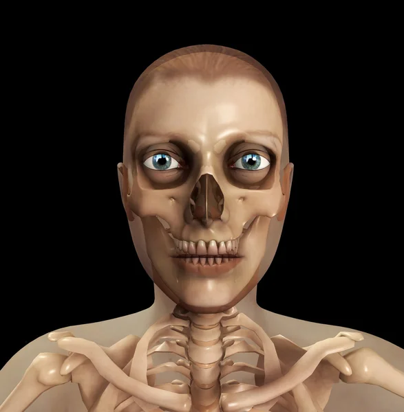 Koponya és a hús두개골과 육체 — Stock Fotó