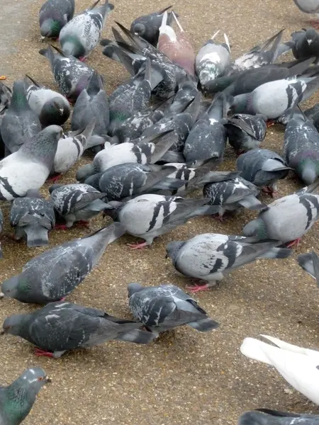 stock image Pigeons