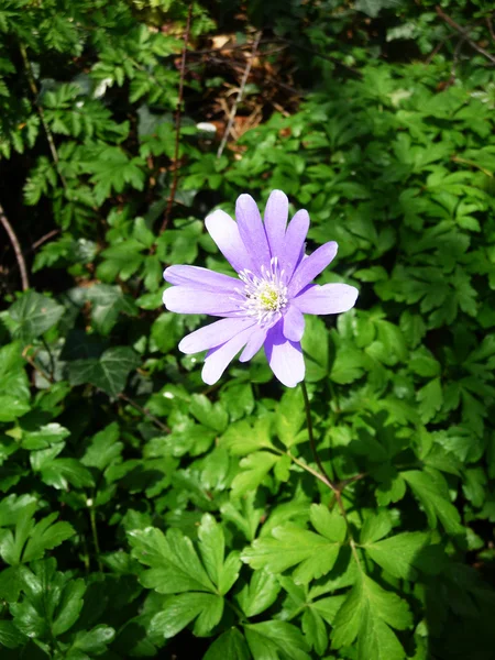 stock image Spring Time Flowers