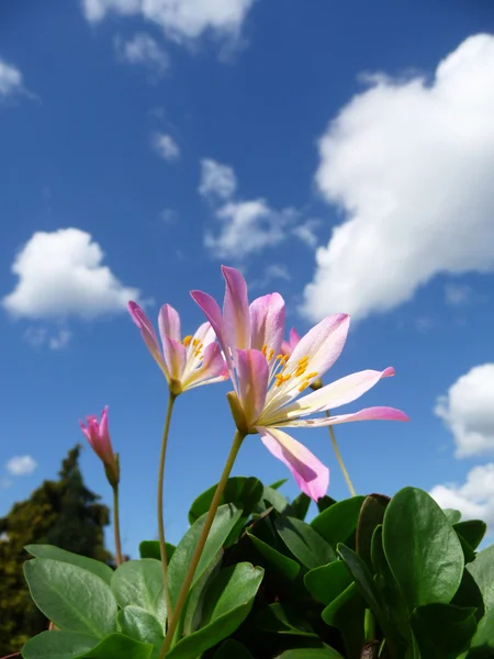 Pink Tweedia Flowers — Stock Photo, Image