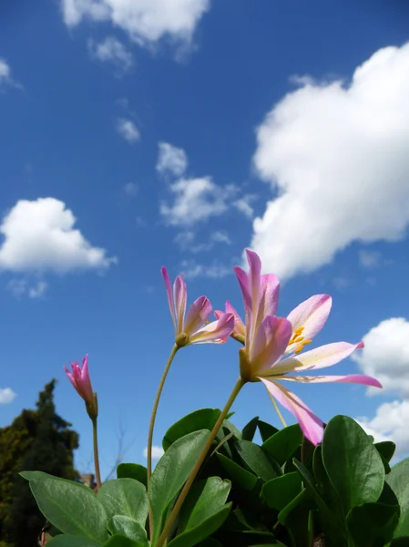 Pink Tweedia Flowers — Stock Photo, Image
