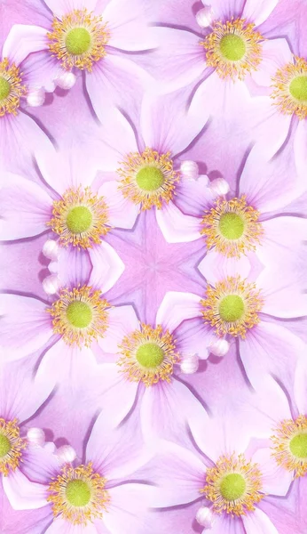 Japanese Anemone Pattern Background — Stock Photo, Image