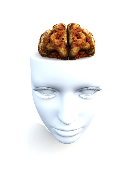Open Top Anatomical Head — Stock Photo, Image