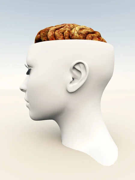 Anatomischer Kopf mit offenem Kopf — Stockfoto
