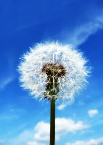 stock image Dandelion Clock