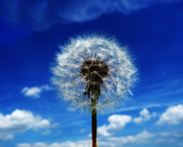 stock image Dandelion Clock