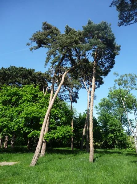 키가 큰 나무 — 스톡 사진