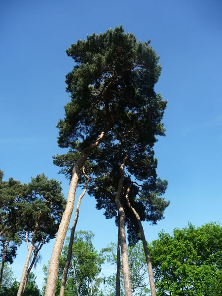 高大的树 — 图库照片