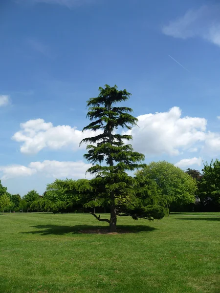 stock image Tree In Clayhall Park