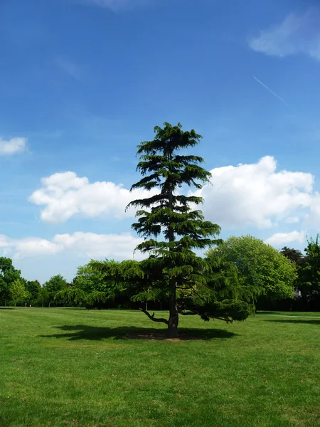Strom v parku clayhall — Stock fotografie