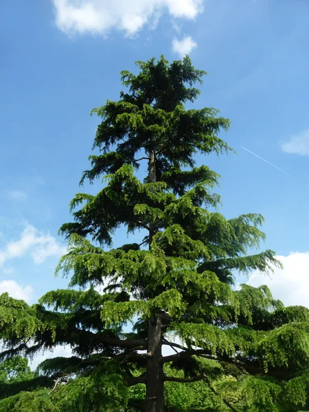 stock image Tree In Clayhall Park