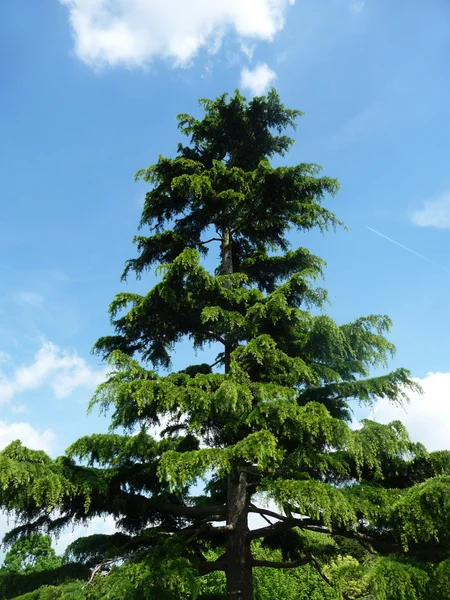 Tree In Clayhall Park — Stock Photo, Image