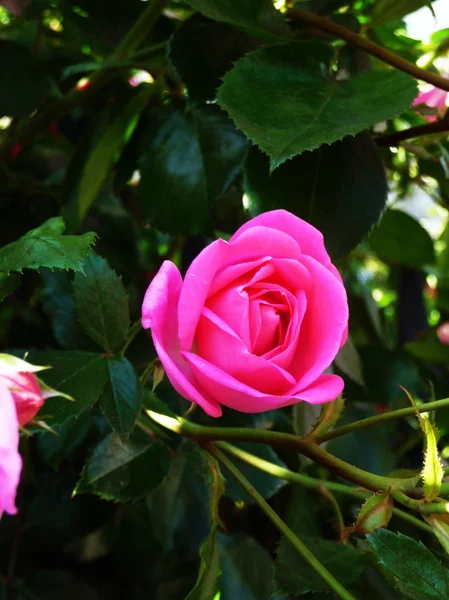 stock image Pink Rose