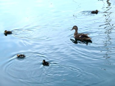 ducklings ve anne ördek