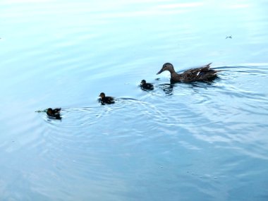 ducklings ve anne ördek