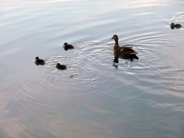 ducklings ve anne ördek