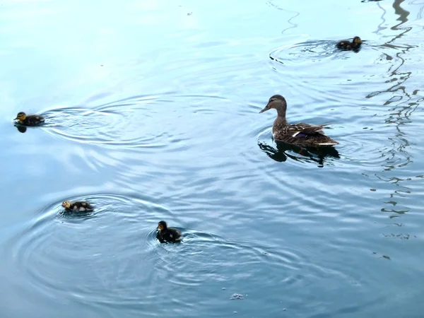 Ducklings And Mother Duck — Stock Photo, Image