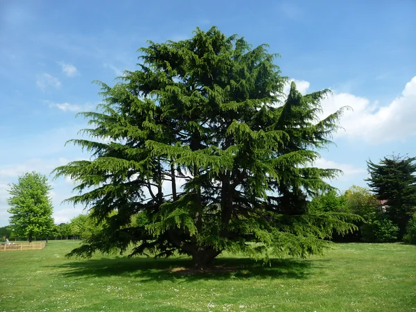 stock image Tree In Clayhall Park