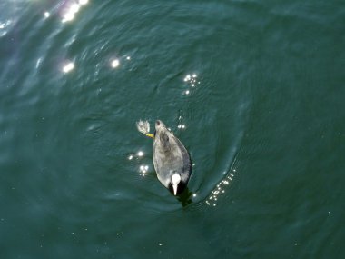 Moorhen