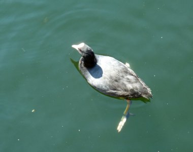 Moorhen