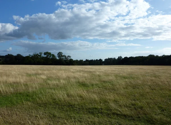 Hainault Forest View — Stock Photo, Image