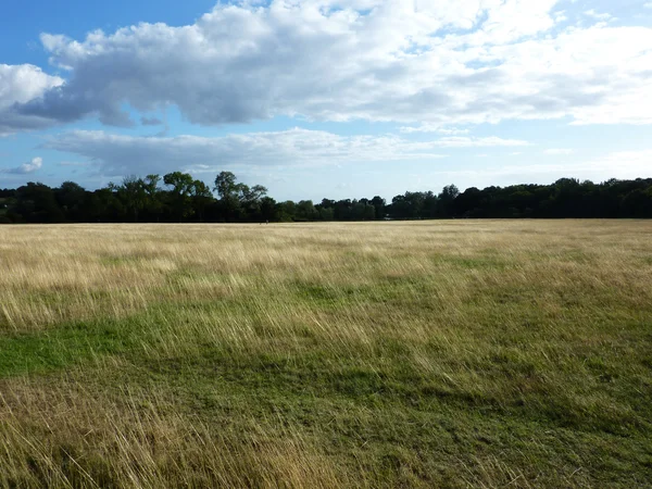 Hainault Forest View — Stock Photo, Image