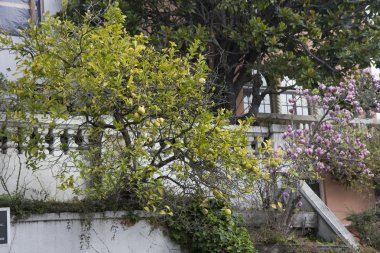 San Francisco 'daki Lombard Caddesi.