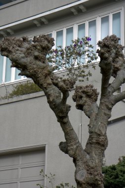 San Francisco 'daki Lombard Caddesi.