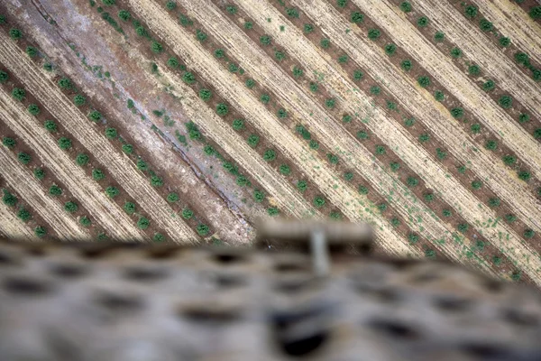 農村フィールドと空気バルーン バスケットの空中風景 — ストック写真