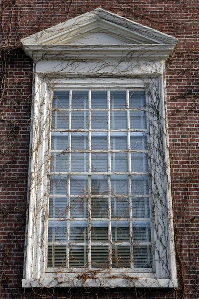 Harvard areálu okno — Stock fotografie
