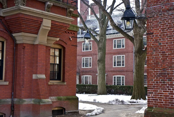 Гарвардський університет кампусу — стокове фото